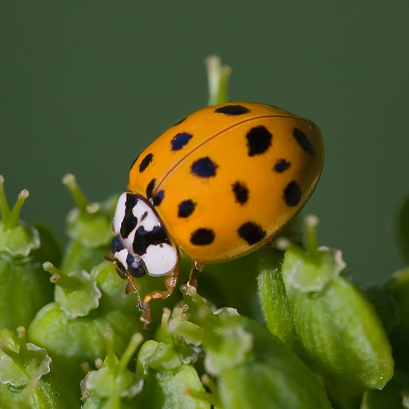 Harlekinkatica 